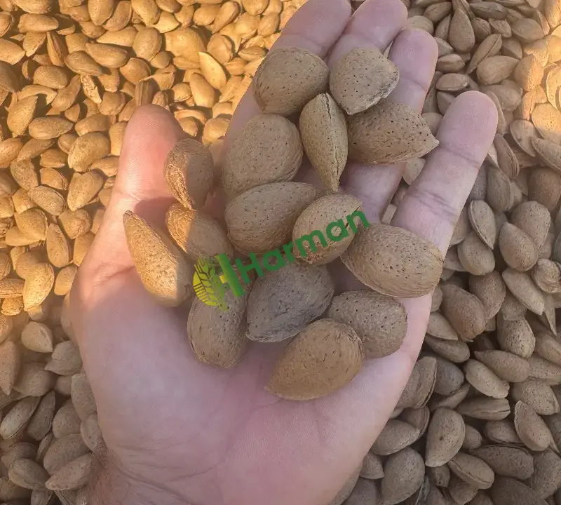 Lorenne - 3 ton badem yeni hasat