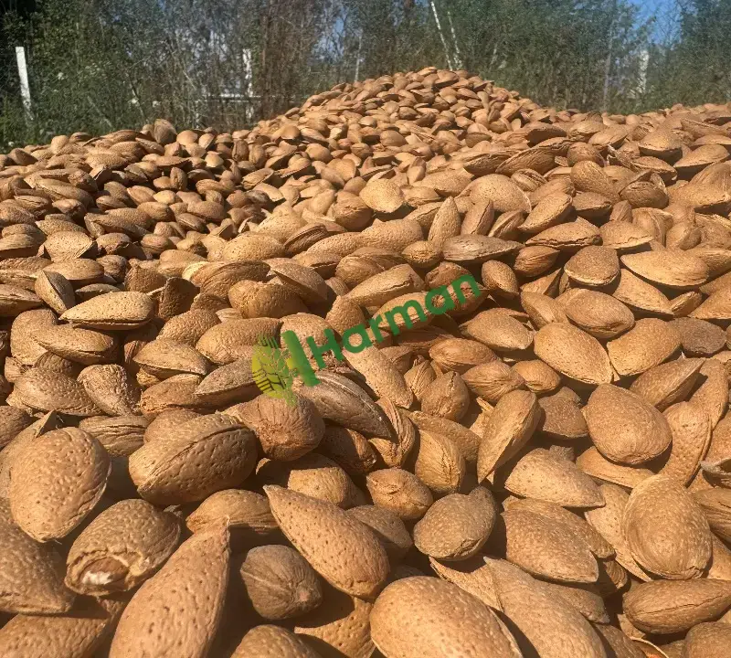 Lorenne - 3 ton badem yeni hasat