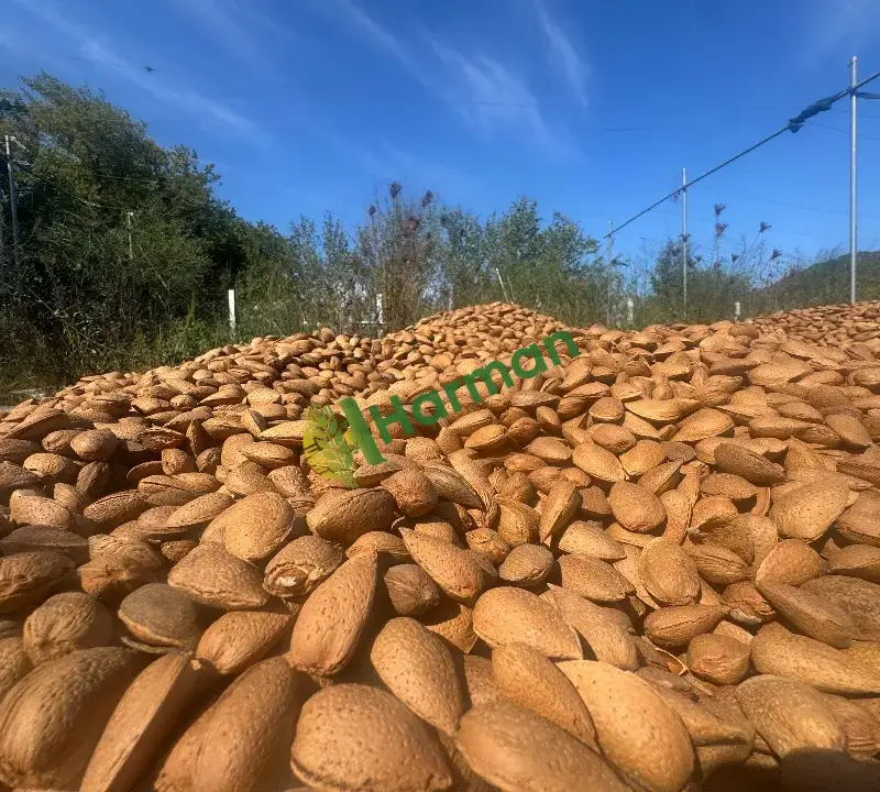 Lorenne - 3 ton badem yeni hasat