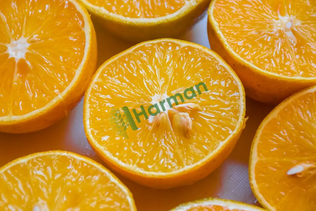 Lüks manav zincirimize özel, satılık Satsuma mandalina - Iğdır Aralık
