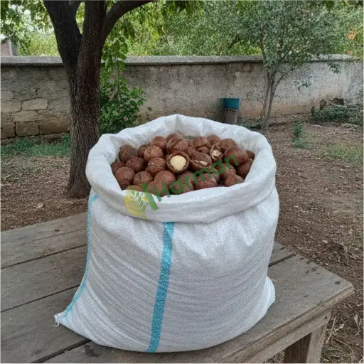 Eskişehir Mahmudiye'de Aranan Macadamia