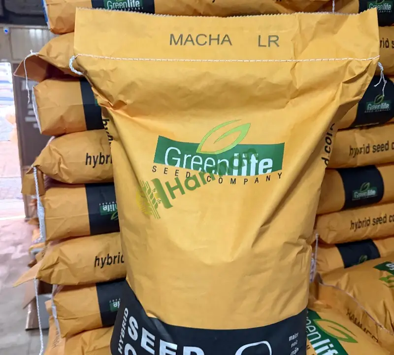 MACHA MISIR TOHUMU