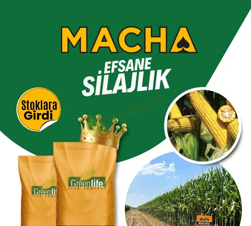 MACHA MISIR TOHUMU