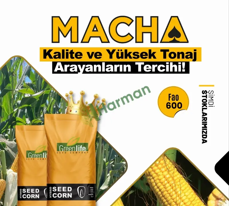MACHA MISIR TOHUMU