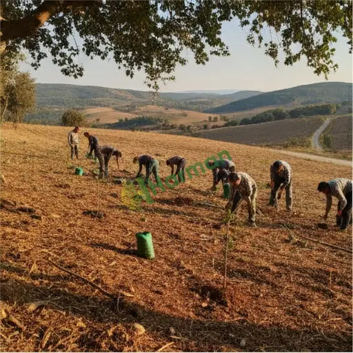 Malatya Kale Ağaçlandırma Satılık