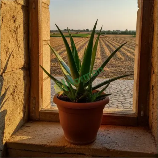 Malatya Doğanyol'da Aloe Vera arıyorum