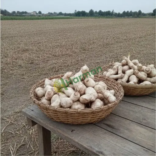 Malatya Arguvan'da galangal satılık