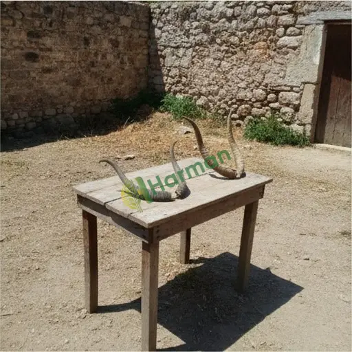 Malatya Kuluncak gazal boynuzu alınır
