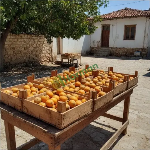 Çankırı Orta'da Malta eriği alıcısıyım