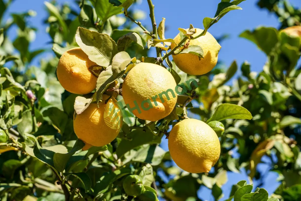 Manav için seçmece yerli limon alınır -Trabzon Araklı