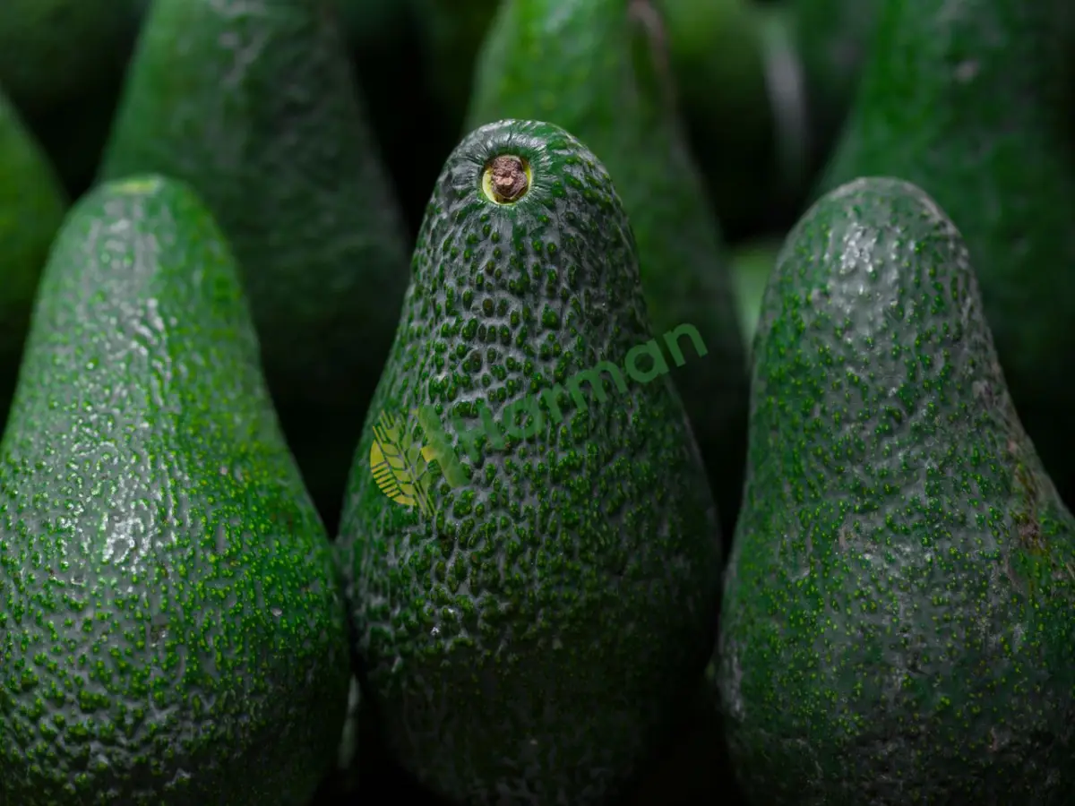 Manavlar için jumbo boy premium avokado alımı - Kahramanmaraş Nurhak