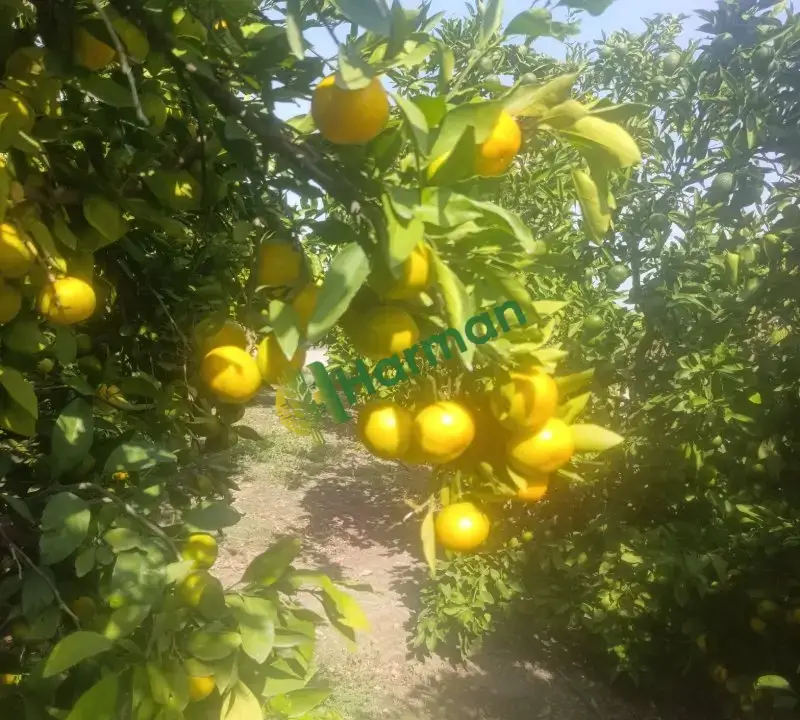 Mandalina A kalite okitsu araç üstü yapılır  Tonaj fark etmez Erzin/Hatay