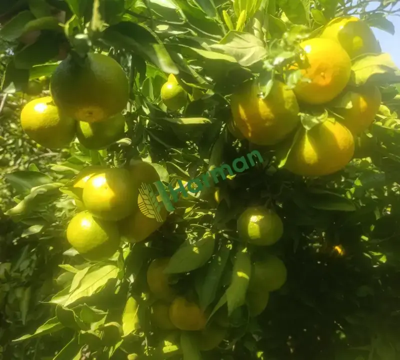 Mandalina A kalite okitsu araç üstü yapılır  Tonaj fark etmez Erzin/Hatay