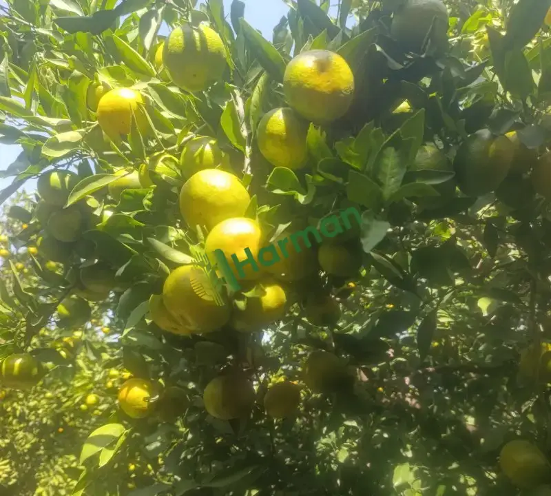 Mandalina A kalite okitsu araç üstü yapılır  Tonaj fark etmez Erzin/Hatay