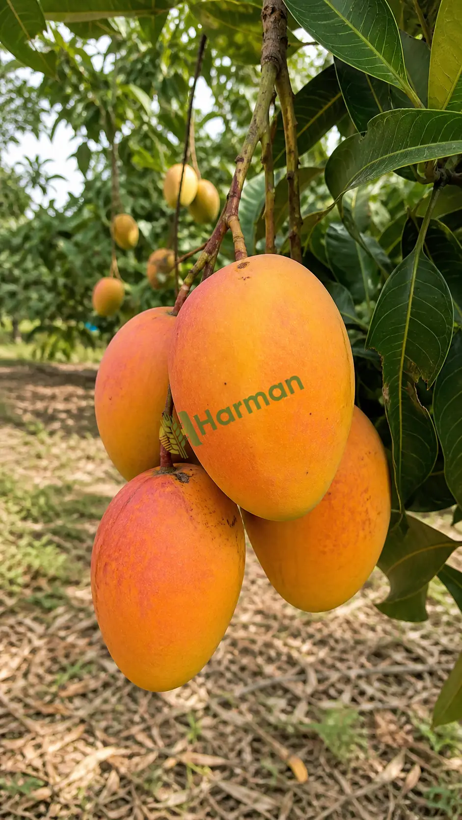 Mango alınır