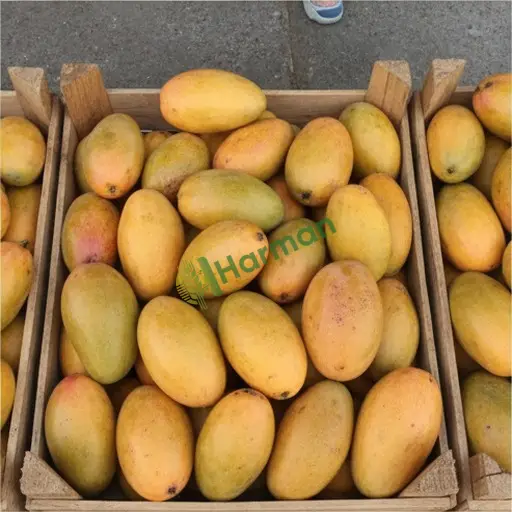 Kahramanmaraş Andırın mango lazım