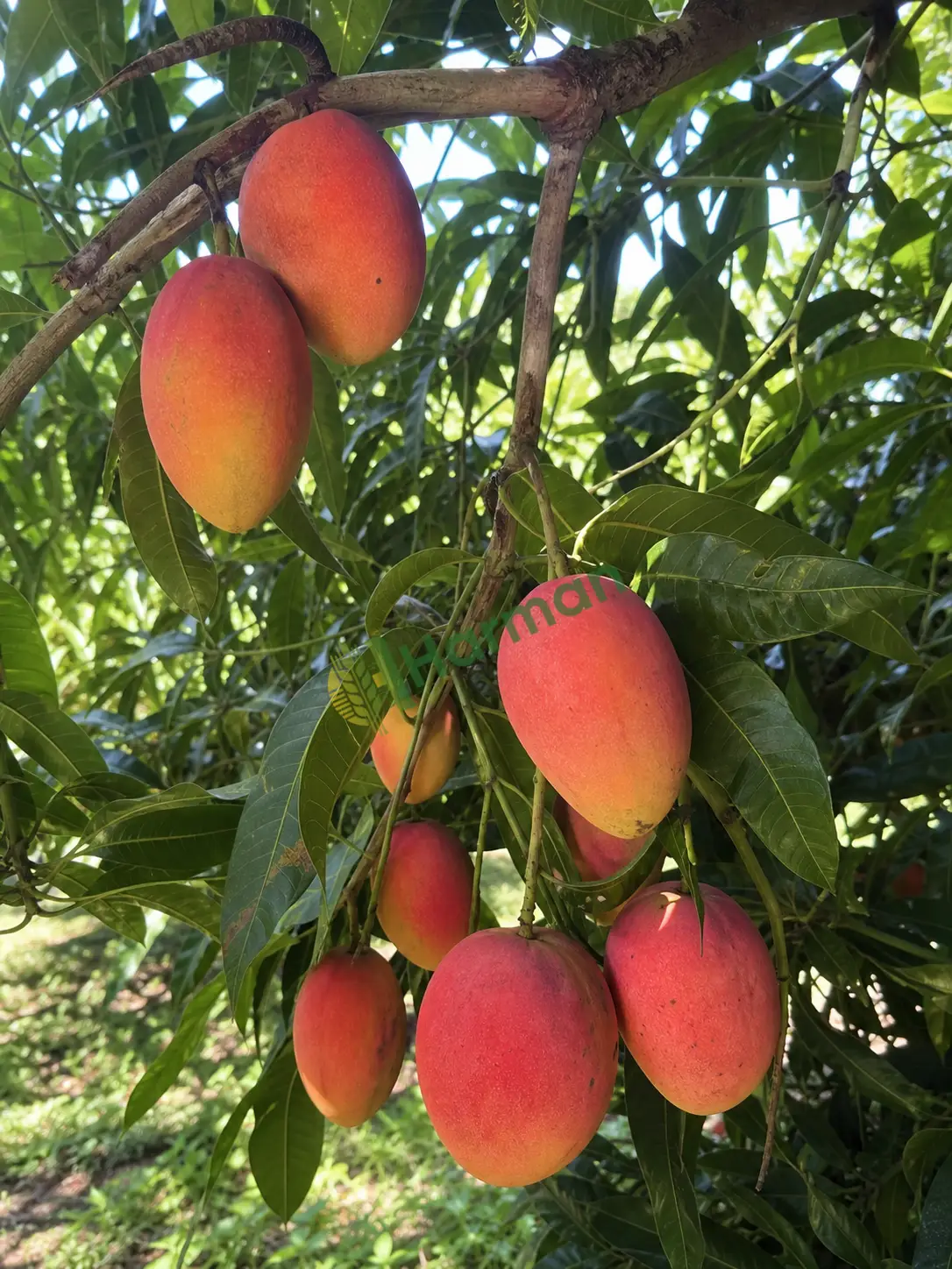 Mango ayırıyorum