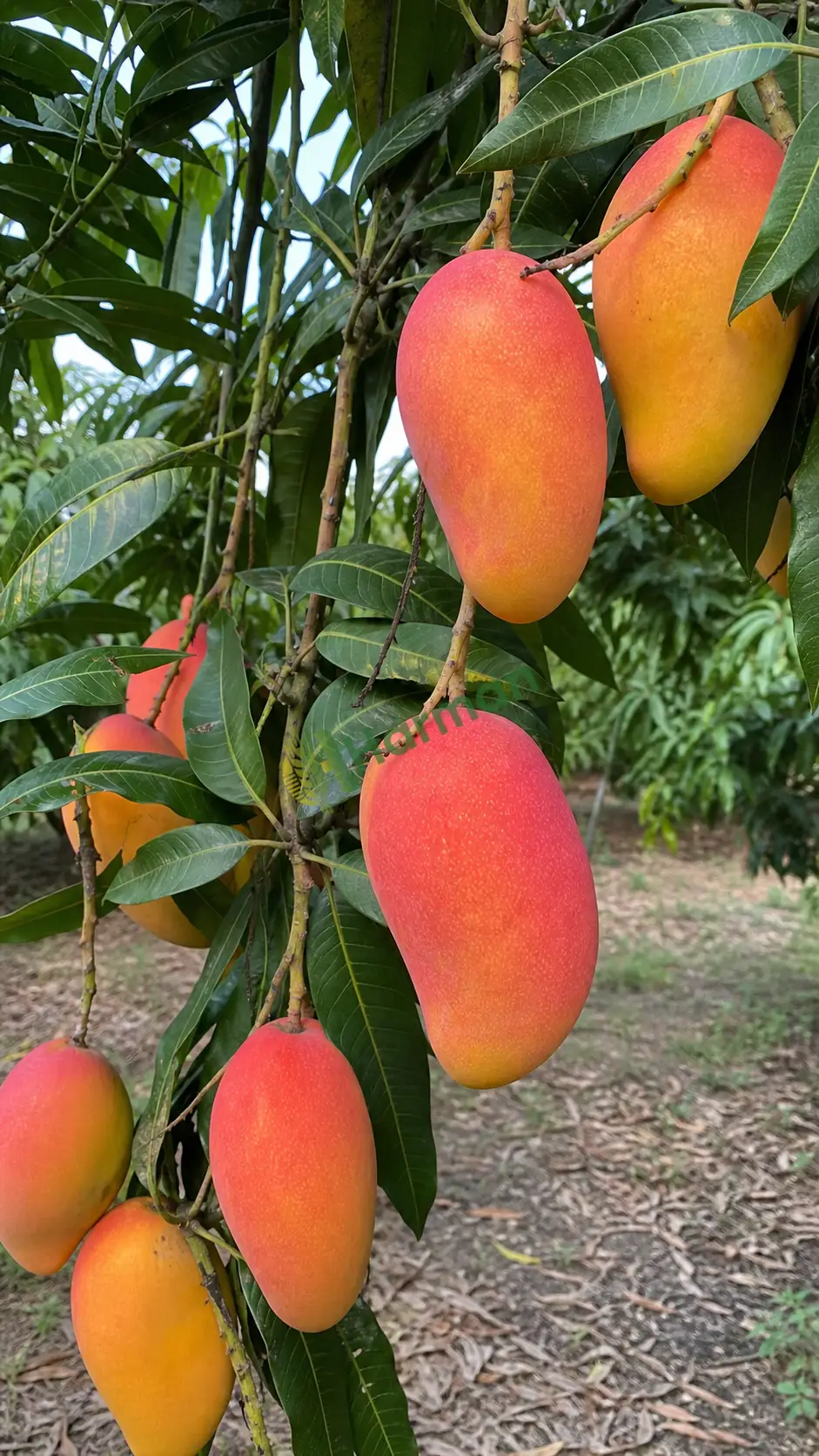 Mango ön siparişi