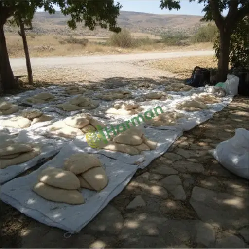 Elazığ Maden mango tohumu alınır