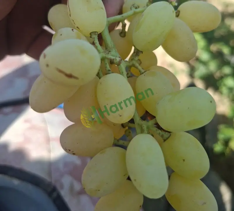 Manisa alaşehir sultani üzüm