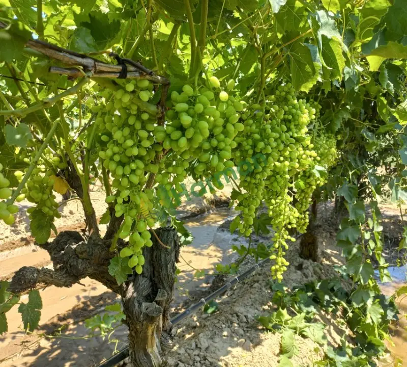 Manisa alaşehir sultani üzüm