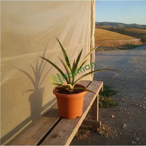 Manisa Salihli'de ananas bitkisi satılık