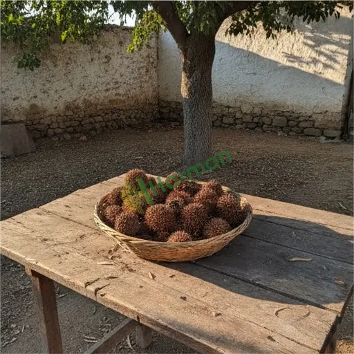 Manisa Köprübaşı Çınar Tohumu Alınır