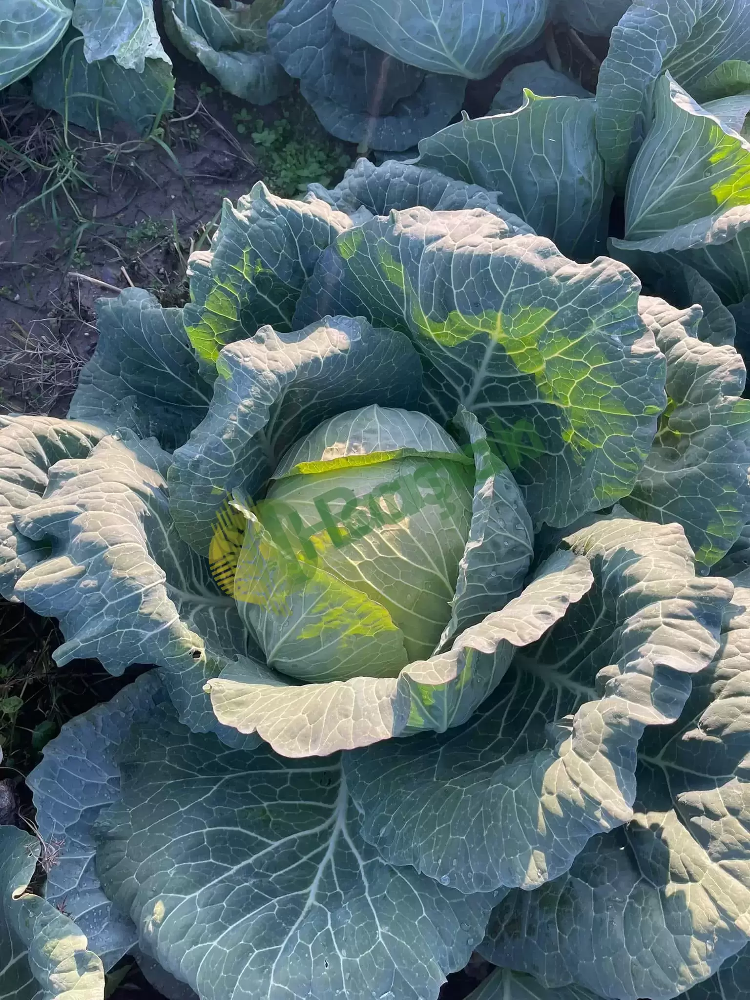 Manisa gölmarmara Kesimler devam ediyor
