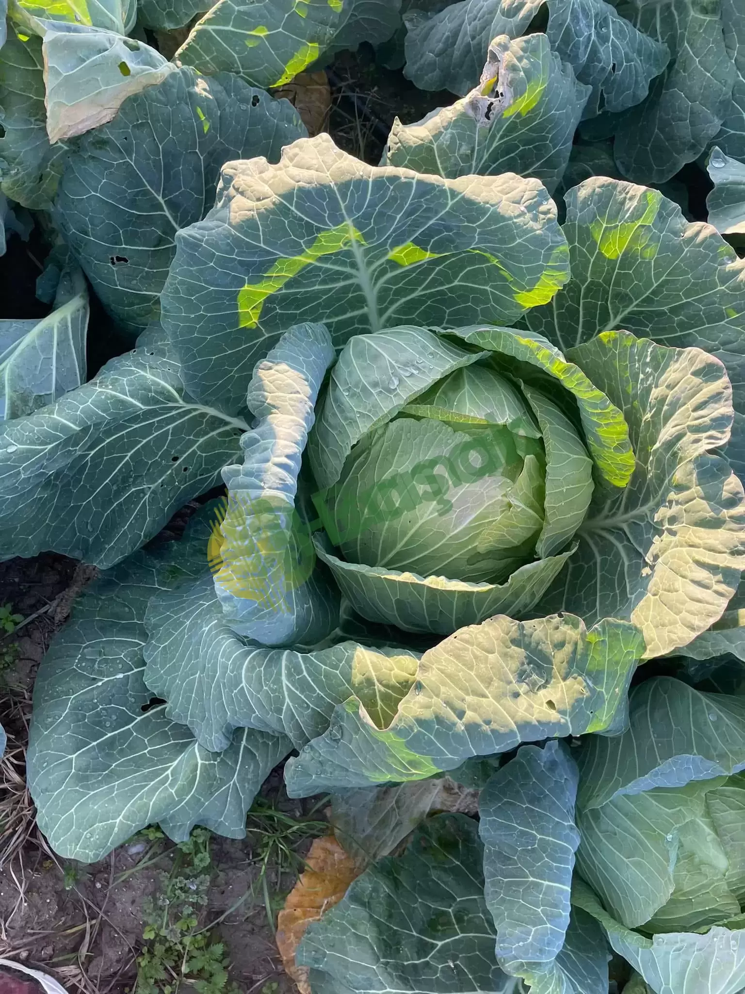 Manisa gölmarmara Kesimler devam ediyor