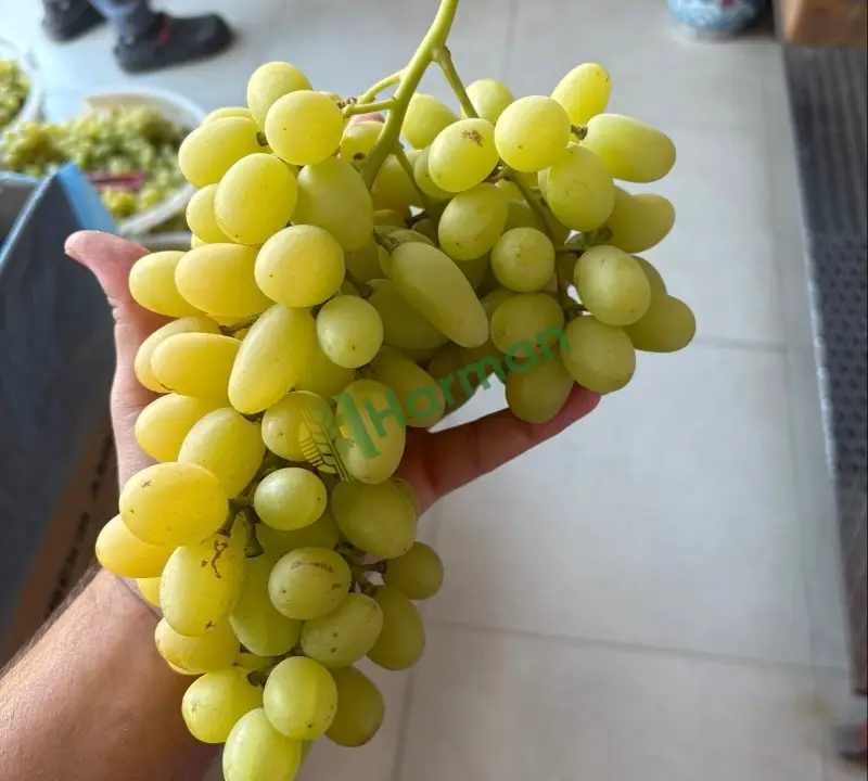 Manisa Sultani Üzüm