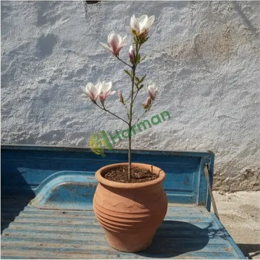 Elazığ Baskil manolya fidanı alıcısıyım