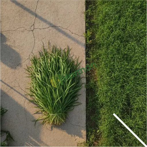 Sivas Zara'dan Maralfalfa Aranıyor