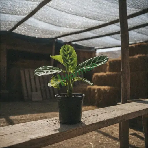 Isparta Yalvaç'ta maranta alınır