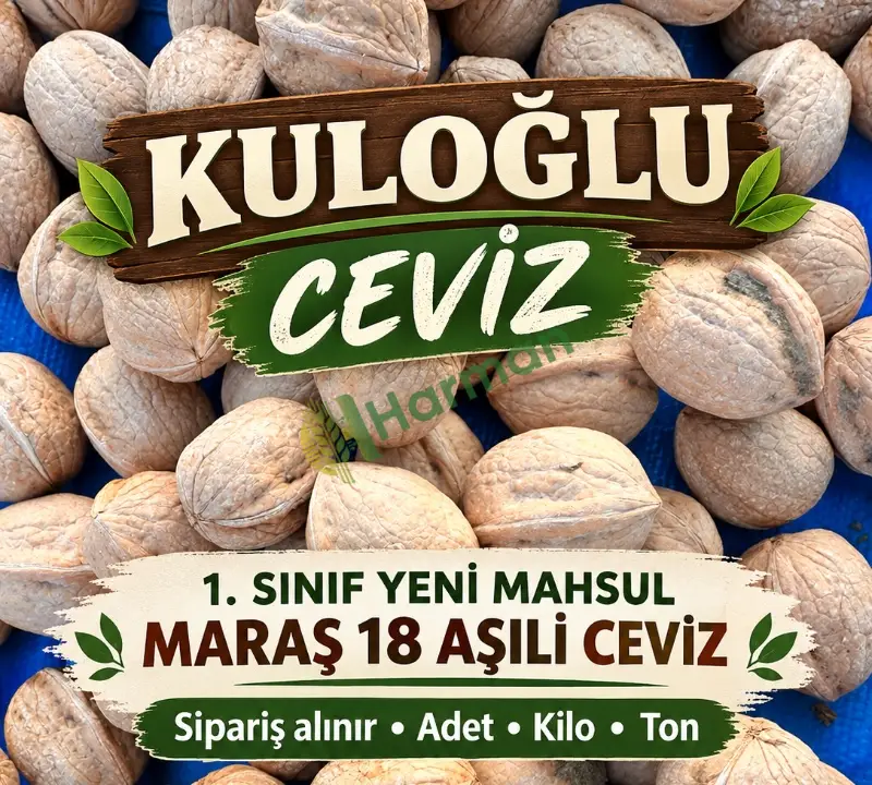 Maraş 18 ceviZ
