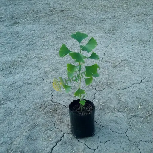 Mardin Yeşilli'de Ginkgo biloba alınır