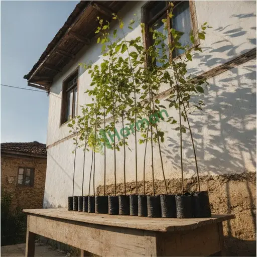 Mardin Nusaybin'de okaliptüs fidanı satılık