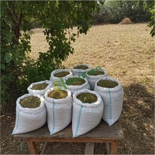 Mardin Nusaybin'de tere tohumu aranıyor