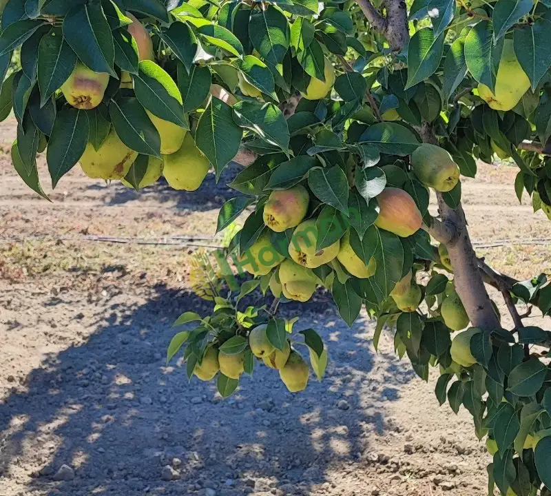 Margarit Armut