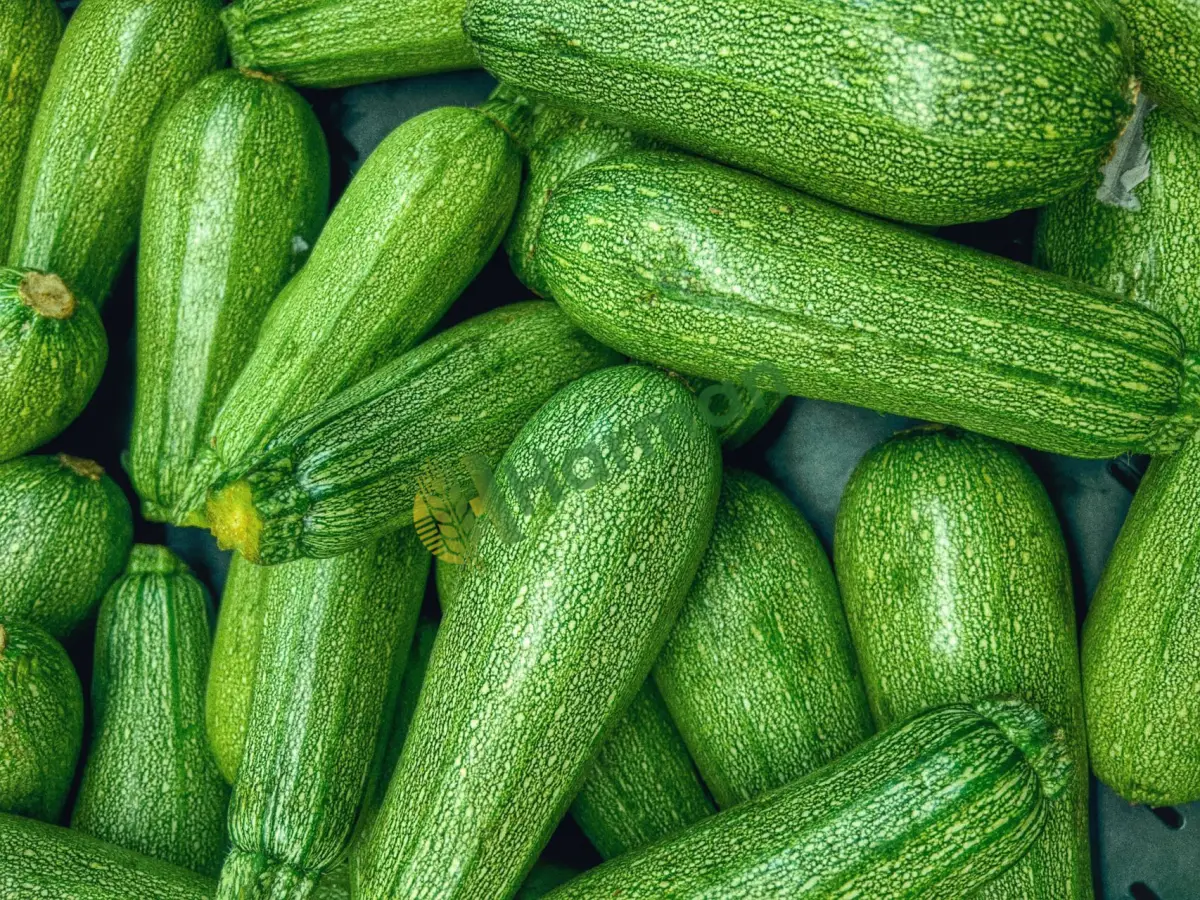 Market zincirine lüks ambalajlık mini sakız kabak -Gaziantep Karkamış