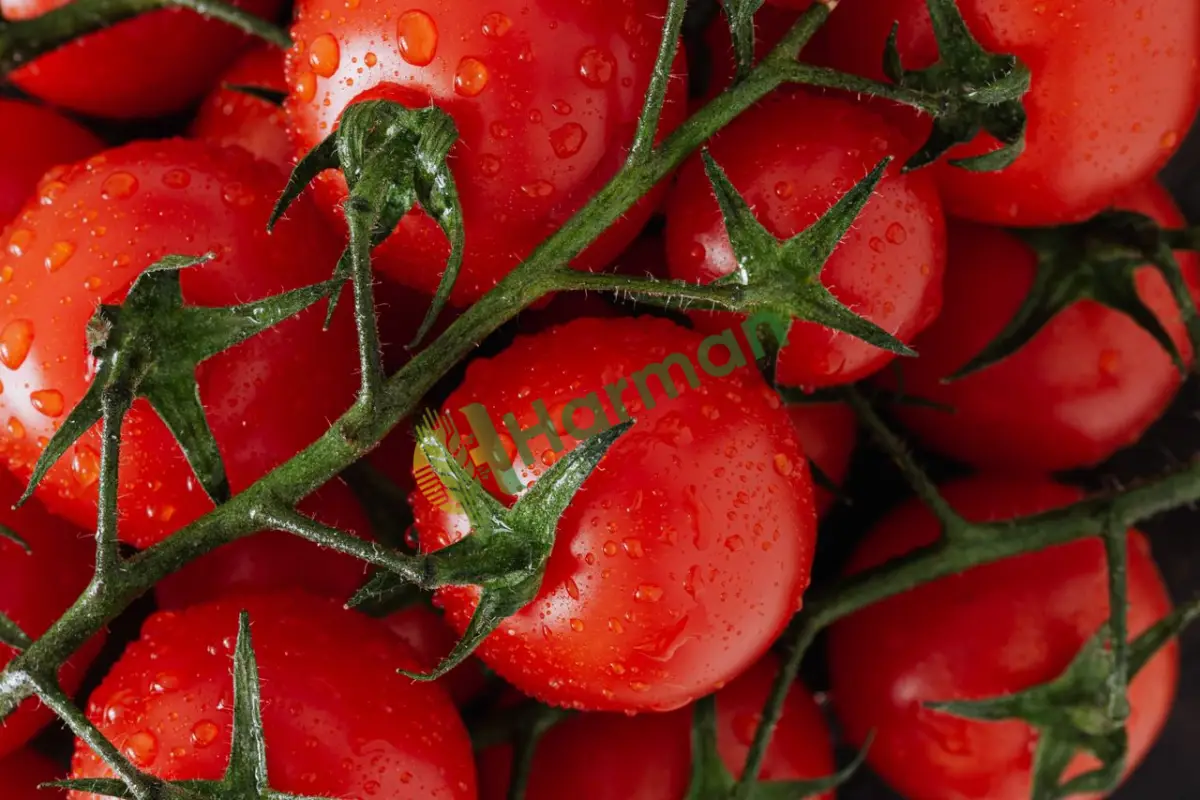 Marketlik sert domates arıyoruz, nakit ödeme - Iğdır Merkez