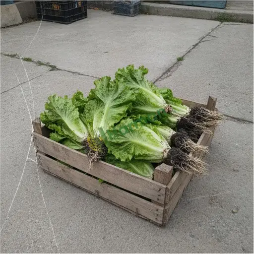 Uzunköprü'de Kıvırcık Marul Arayanlar