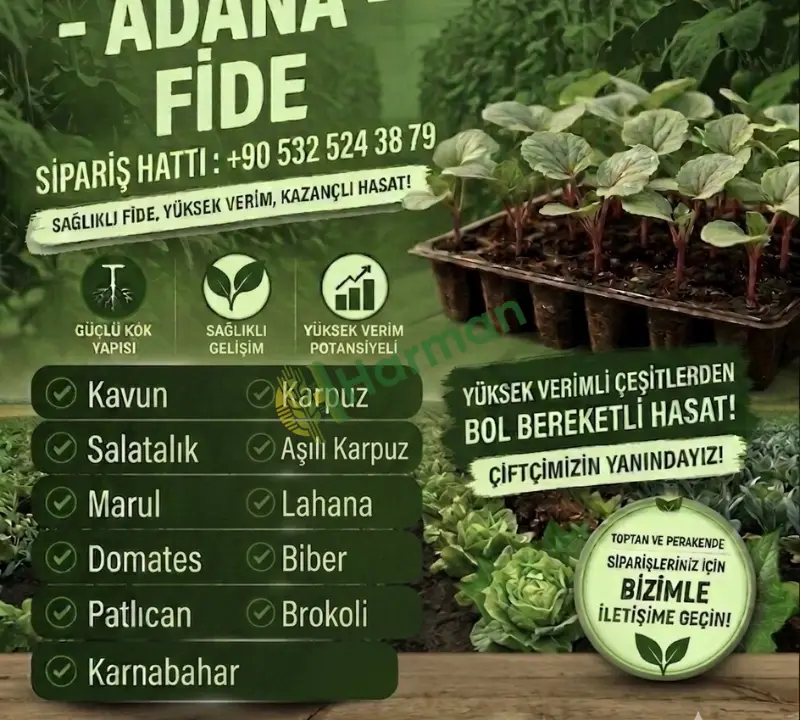 MARUL FİDESİ