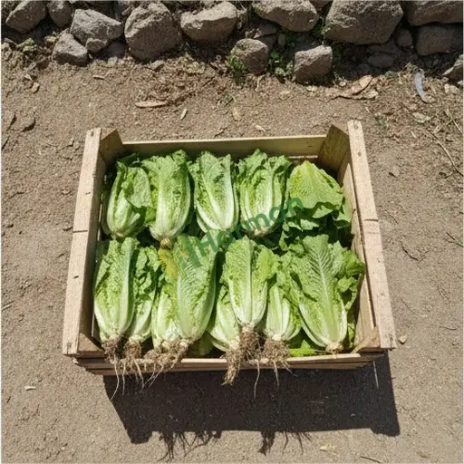 Ardahan Çıldır'da marul alıyorum