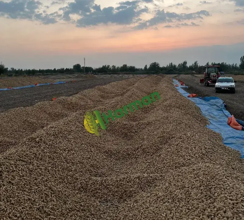 Masal yer fıstığı