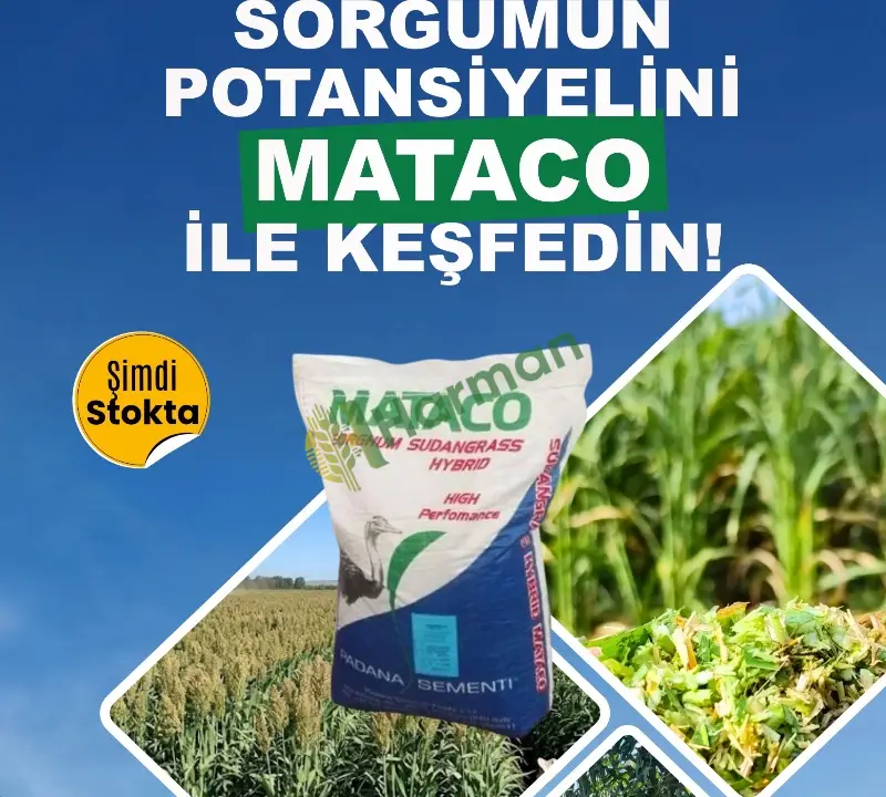 MATACO SORGHUM SUDANGRASS