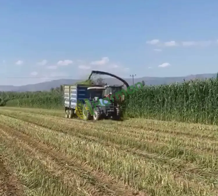 MATACO SORGHUM SUDANGRASS