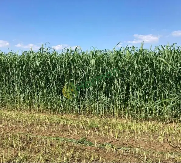 MATACO SORGHUM SUDANGRASS