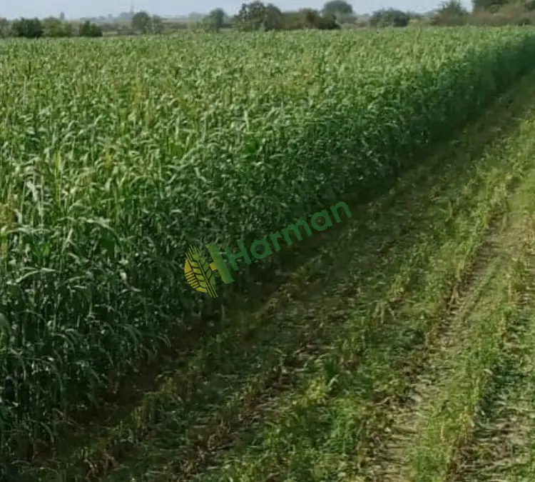 MATACO SORGHUM SUDANGRASS