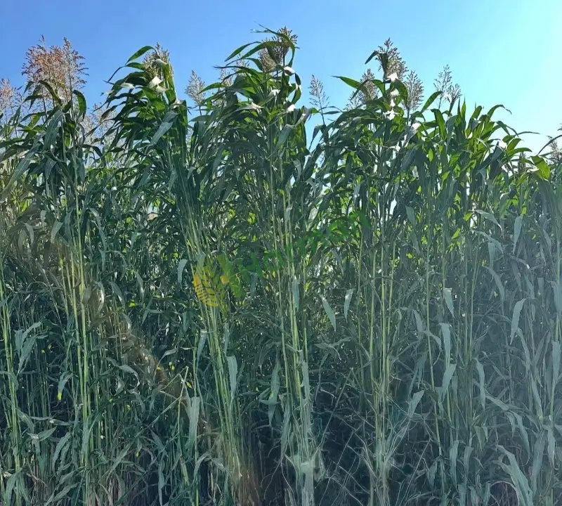 MATACO SORGHUM SUDANGRASS