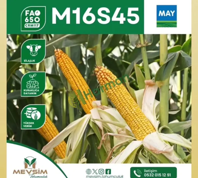 MAY M16S45 MISIR TOHUMU